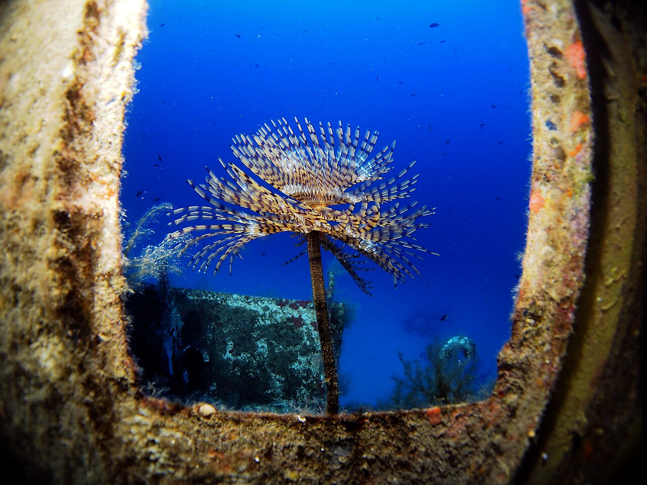 Mediterranean fan worm growing on the MV Karwela
